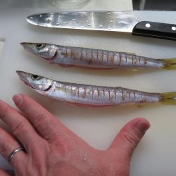 想定外の雨天釣行