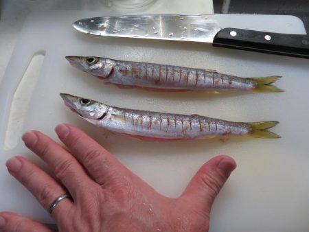 想定外の雨天釣行