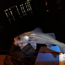 かもめ大橋＆フェリーターミナル