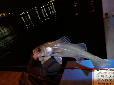 かもめ大橋＆フェリーターミナル