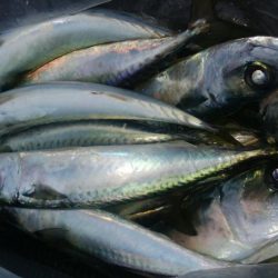 第二美丸　ブリ狙い