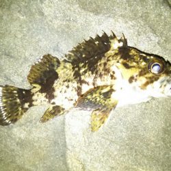 雪後初のライトゲーム