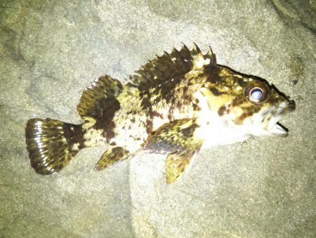 雪後初のライトゲーム