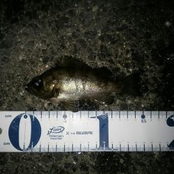 雪がちらついているなか、なんとかヒット！