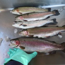 久しぶりの開成釣行は爆釣！