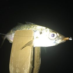 アジング 釣り納め