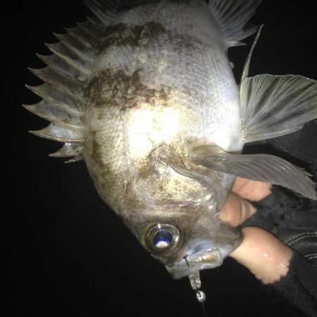 雨降りメバリング！