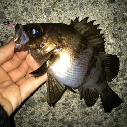 朝爆メバリング！