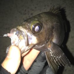 深夜のメバリング