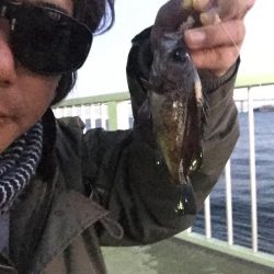 ふれーゆ裏の釣り場へ行ってきました。