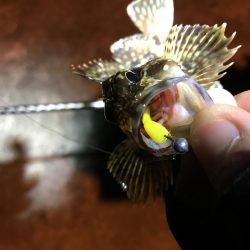 極寒メバリング