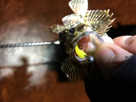 極寒メバリング