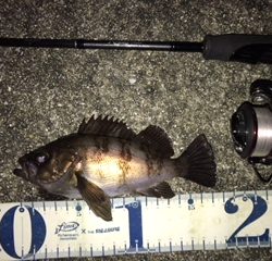 凪のメバリング釣行