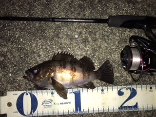 凪のメバリング釣行