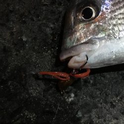 チニング絶好調！！