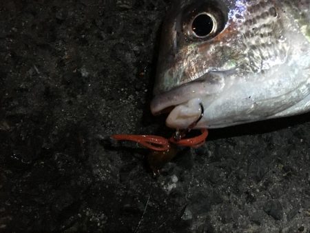 チニング絶好調！！