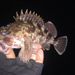 根魚ハントin湾奥