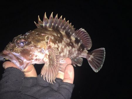 根魚ハントin湾奥