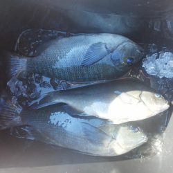 チヌが釣れ始めました・・・