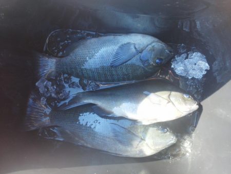 チヌが釣れ始めました・・・