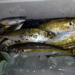 サビキからのアジング