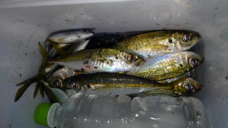 サビキからのアジング