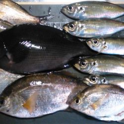 満足の釣り納め