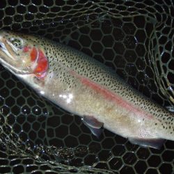 大安トラウトレイク 釣果