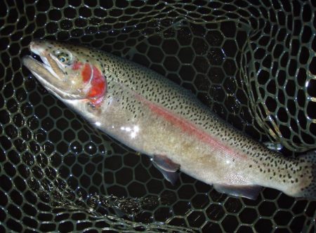 大安トラウトレイク 釣果