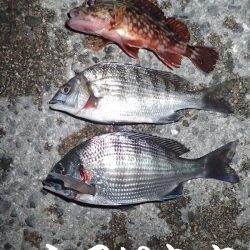 ２０１８年、初釣りは、かわいいアイツがやってきた・・・。