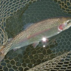 大安トラウトレイク 釣果