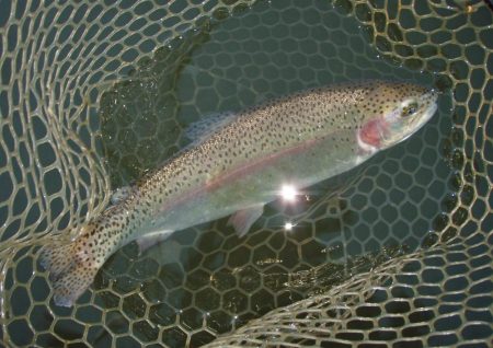 大安トラウトレイク 釣果