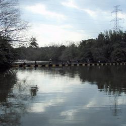 大安トラウトレイク 釣果