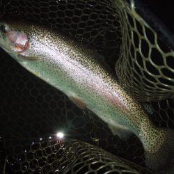 大安トラウトレイク 釣果