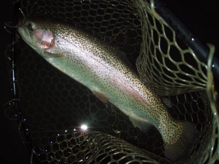 大安トラウトレイク 釣果