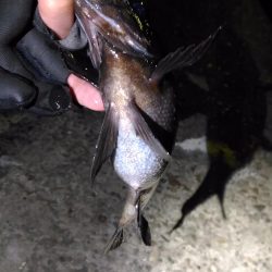 極寒メバリング