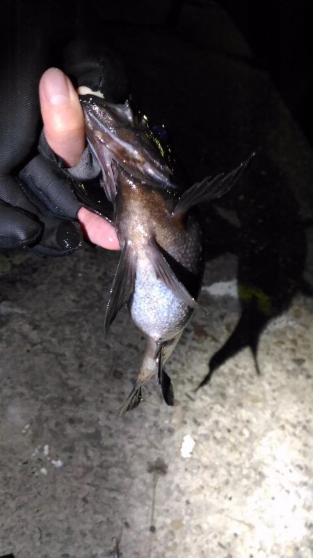 極寒メバリング