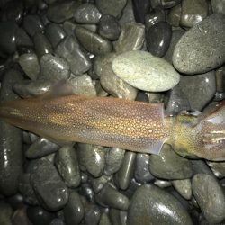 ヤリイカ襲来！