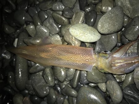 ヤリイカ襲来！