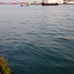 ◯やっとフィッシュオン