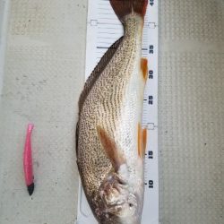 Magic（マジック） 釣果