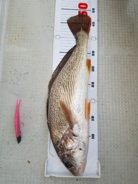 Magic（マジック） 釣果