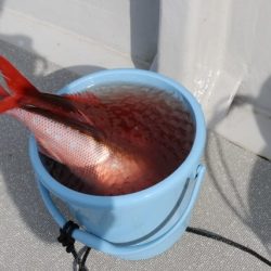 へいみつ丸 釣果