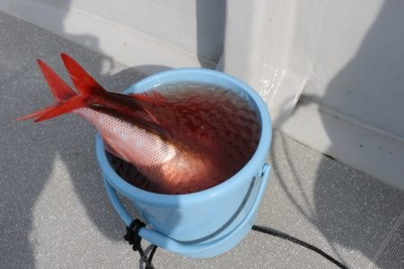 へいみつ丸 釣果