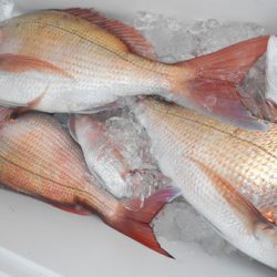 こうゆう丸 釣果