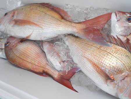 こうゆう丸 釣果