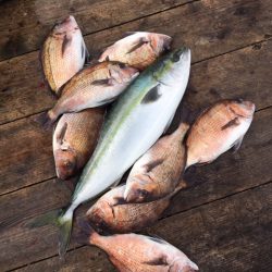 由良海上釣り堀 海人 釣果