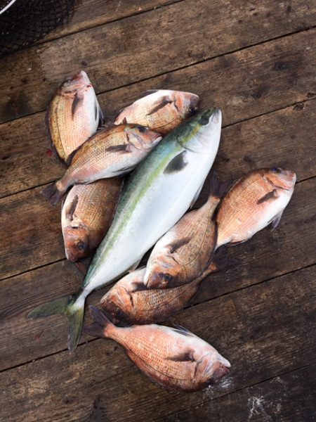 由良海上釣り堀 海人 釣果
