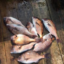 由良海上釣り堀 海人 釣果