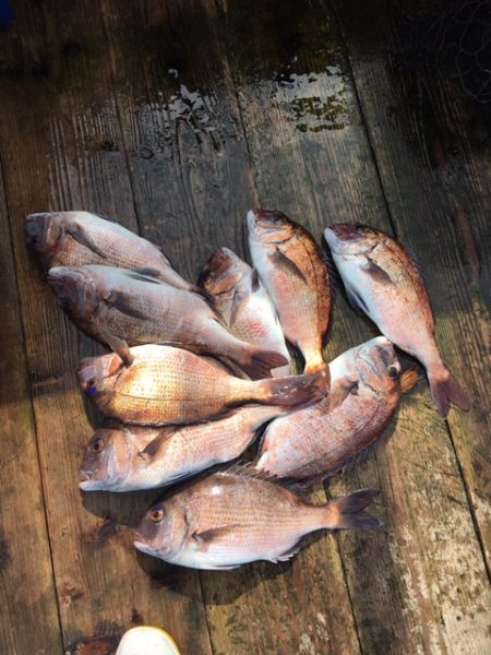 由良海上釣り堀 海人 釣果